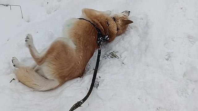 Пришла я на дачу и там Увидела... смотреть онлайн