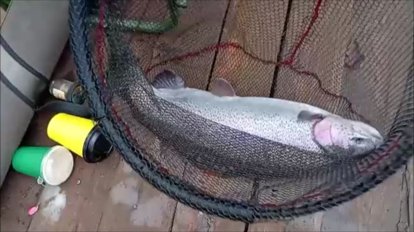 Большое количество поклёвок после запуска. Спорт-зона. Клёвое место Лосиный остров. смотреть онлайн