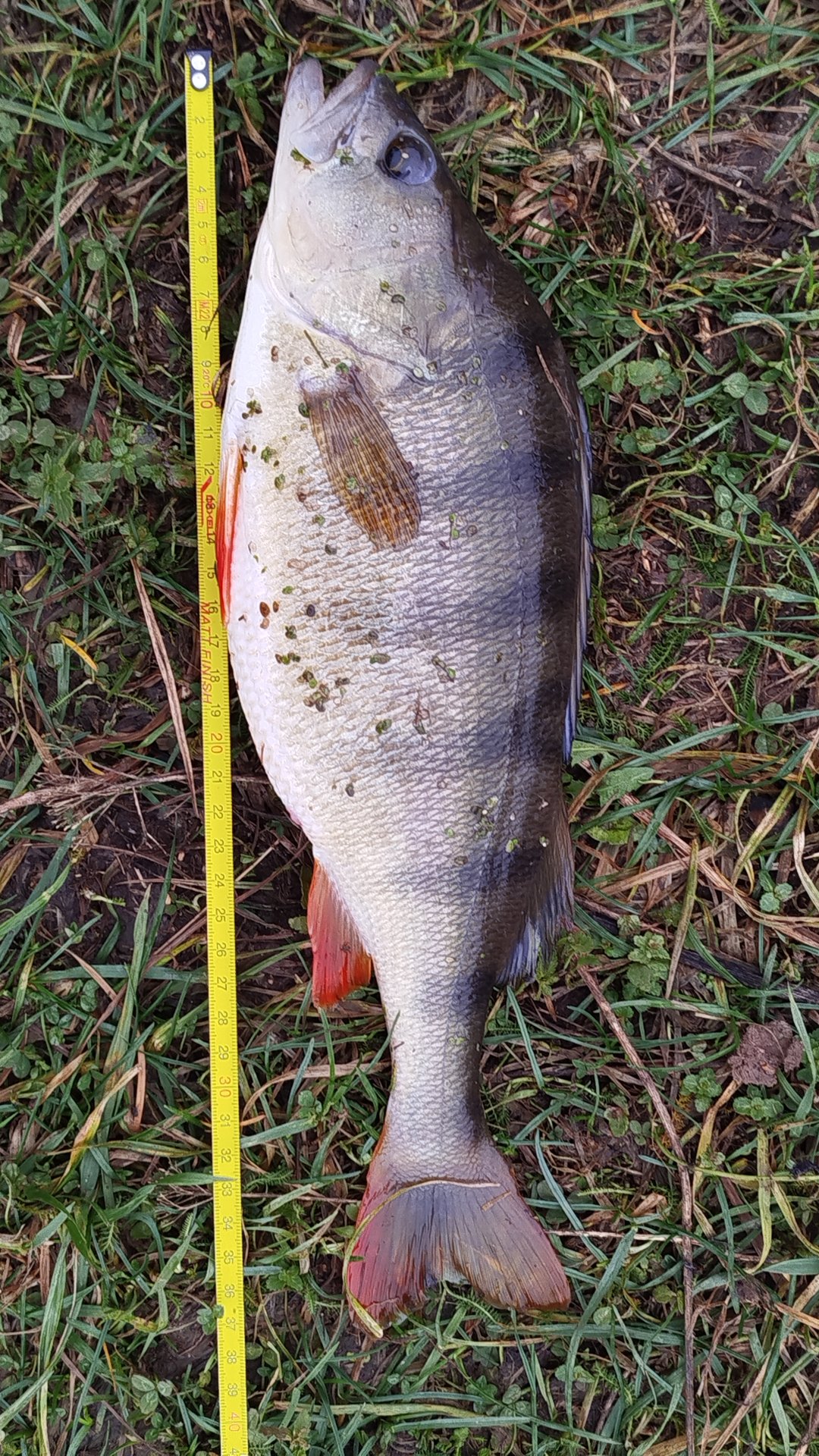 ОКУНЬ ТРОФЕЙ РЫБАЛКА смотреть онлайн