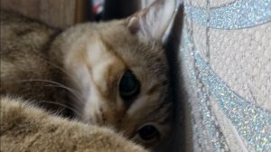 l 𝚁𝙾𝙱𝙻𝙾𝚇 | играю в форсакен)