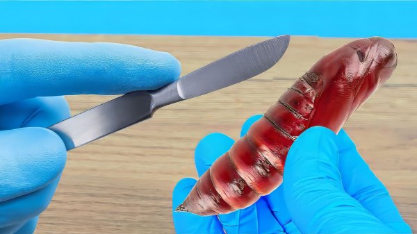 Я разрезал куколку бражника и узнал почему она не родилась!