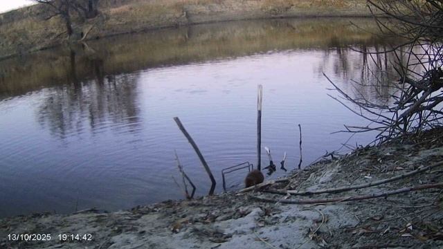 Охота на бобра/Трофейный бобр за 30кг👍 смотреть онлайн