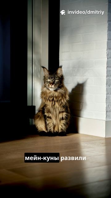 Топ‑5 пушистых фактов о котах за полминуты смотреть онлайн