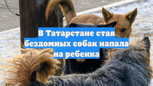 В Татарстане стая бездомных собак напала на ребенка
