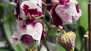 Орхидеи 🌺 Цветение ноября 2025 ❤️🥰🦋