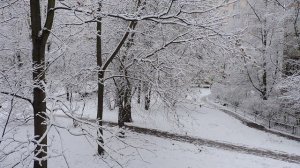 Вид из окна, ноябрь 2025 снег, СПб