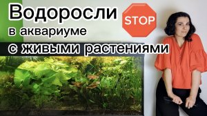 Борьба с водорослями в аквариуме травнике