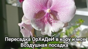 Пересадка ОрХиДеИ Квин Кисс ✅ #орхидеи