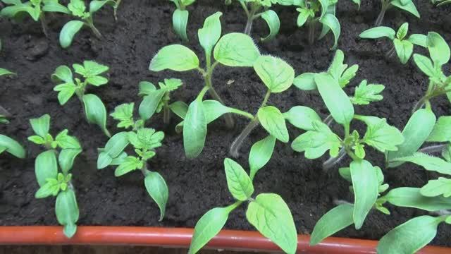 Этого Гнома я посеяла пораньше, чтобы побыстрее его съесть! Томатный Гном Розелла БИКОЛОР. №900-26. смотреть онлайн