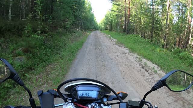 Косуля перебегает дорогу