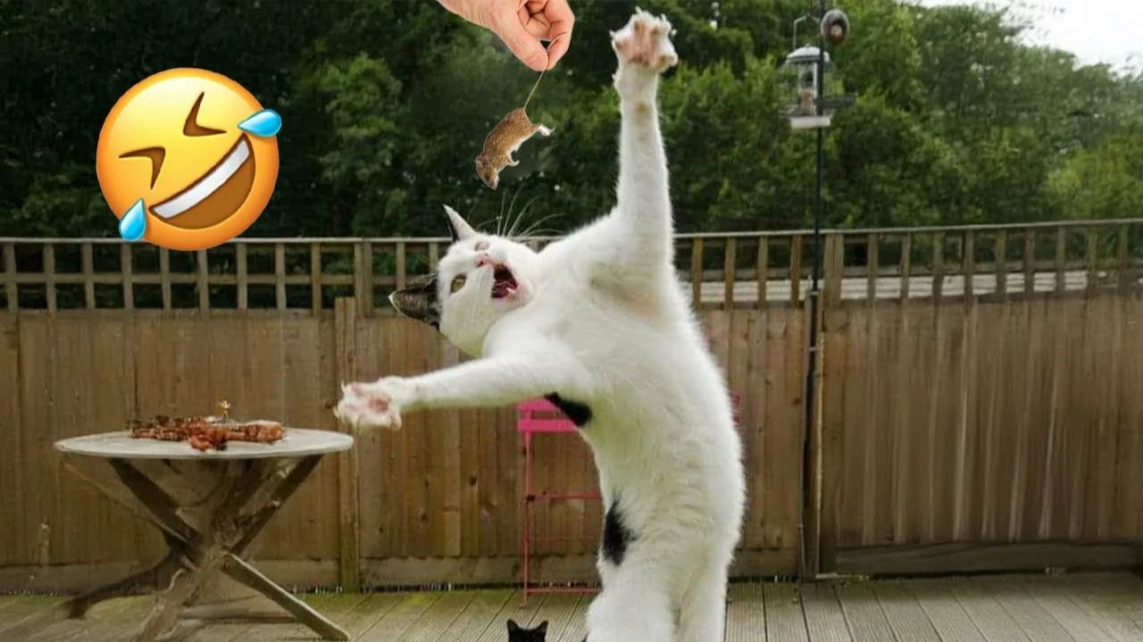 СМЕШНО ДО СЛЕЗ 😹😍 СМЕШНЫЕ КОТЫ, ЛУЧШИЕ ПРИКОЛЫ С КОТАМИ, КОШКИ, ЖИВОТНЫЕ 🥰 смотреть онлайн