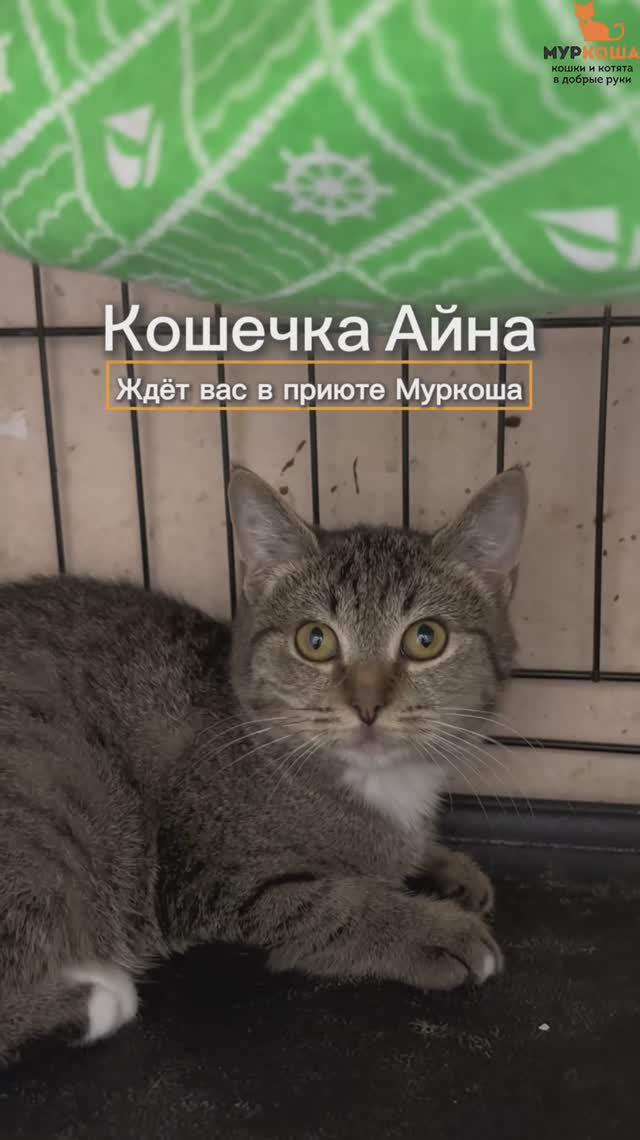 Айна ждёт вас в приюте #Муркоша смотреть онлайн