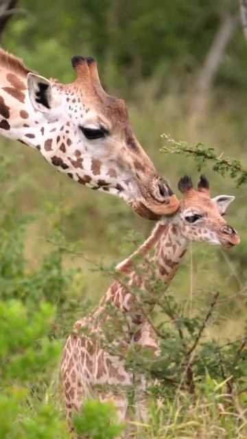 🦒 смотреть онлайн