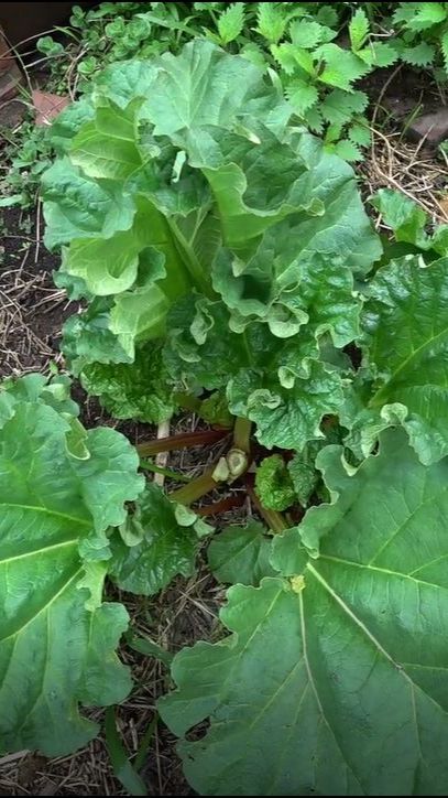 Можно ли употреблять ревень во время цветения? смотреть онлайн