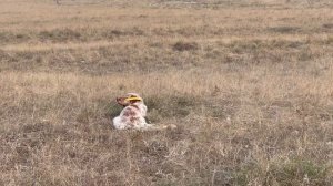 Норман. 29.11.25