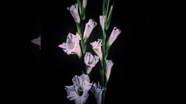 ... смотреть онлайн