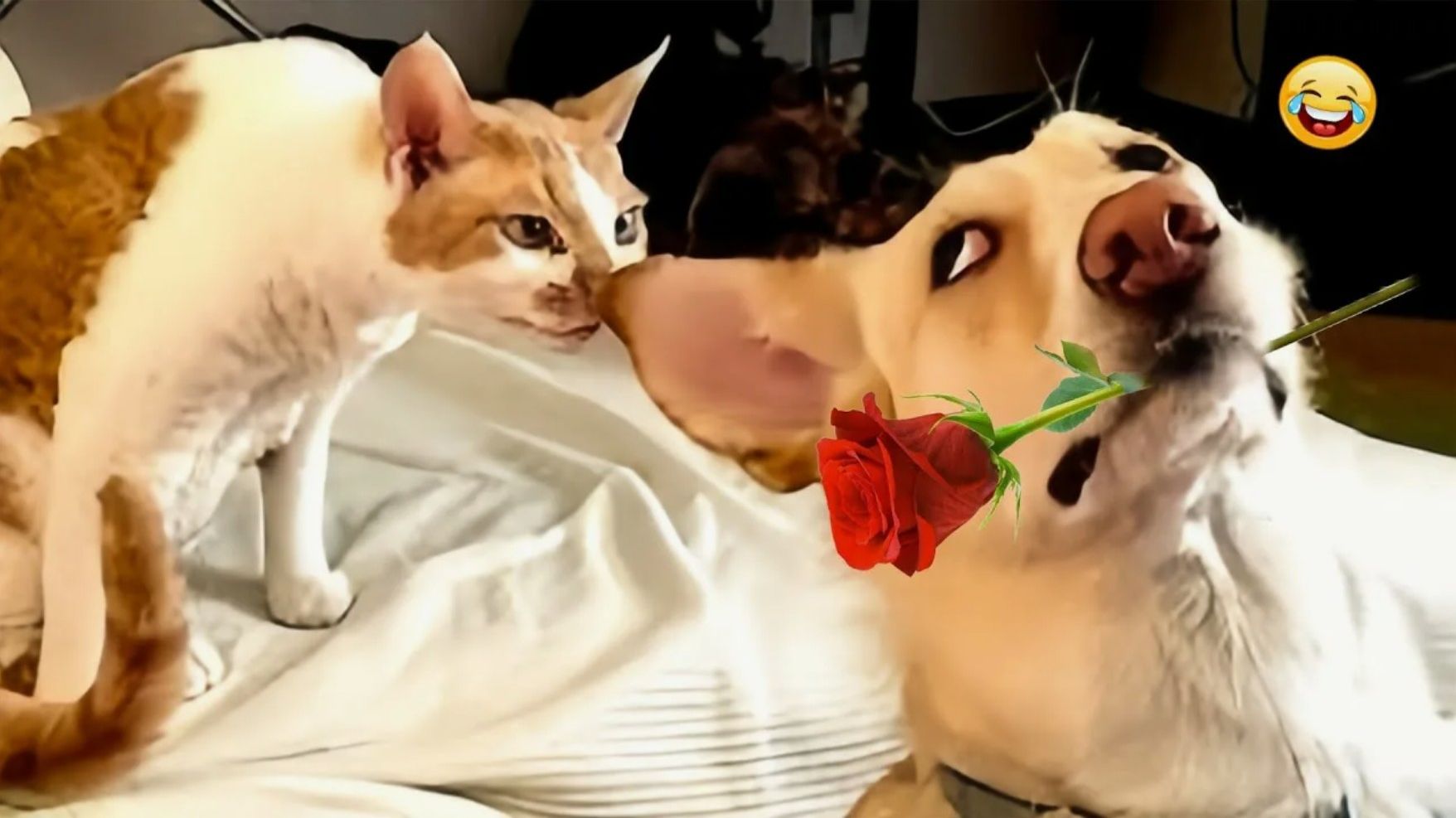 Приколы С животными Лучшие смешные видео с кошками и собаками ВИДЕО приколы смотреть онлайн