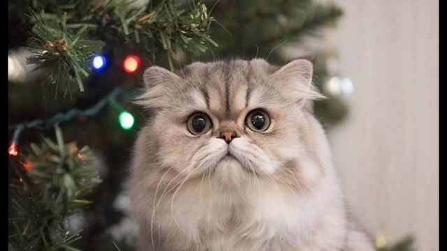 котики и новогодняя ёлочка