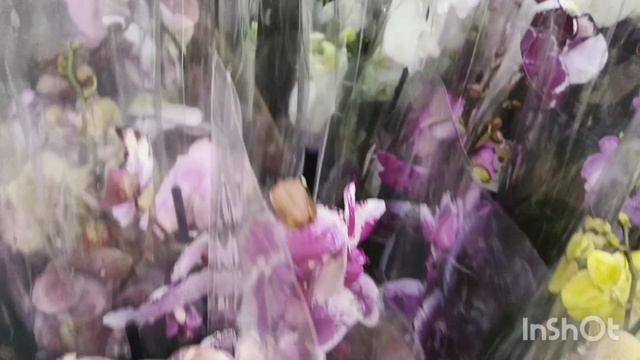 Обзор из магазина 