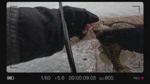 Первый лед. В поисках трофейного ротана 2 часть. 29.11.2025