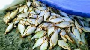 Открытие Зимней рыбалки в Свердловской области