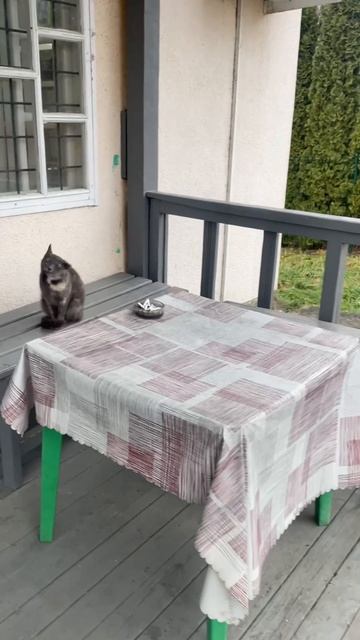 A cute moment with a cat today. More daily videos soon! #shorts #cat #cute #animals смотреть онлайн