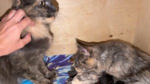 РЫСИ И ПЕРВЫЙ СНЕГ / Пума играет с бутылкой/ Мейн-куны вдвоем выращивают котят / Бобр гуляет по дому