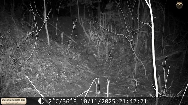 Семья выдр вышла на вечернюю прогулку