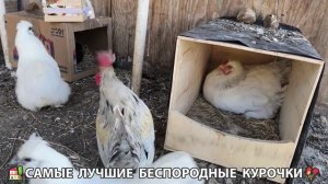 Цыплята и Курочки селяночки лучшие беспородные несушки 🥚 (395)