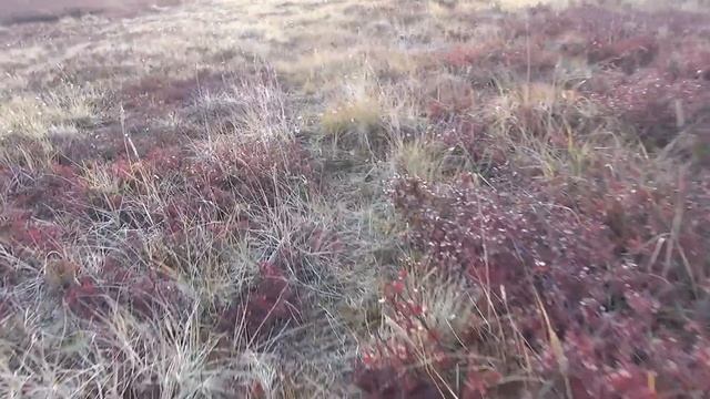 Чукотка 2025. Часть 8. Пешком в верховья Анадыря. смотреть онлайн