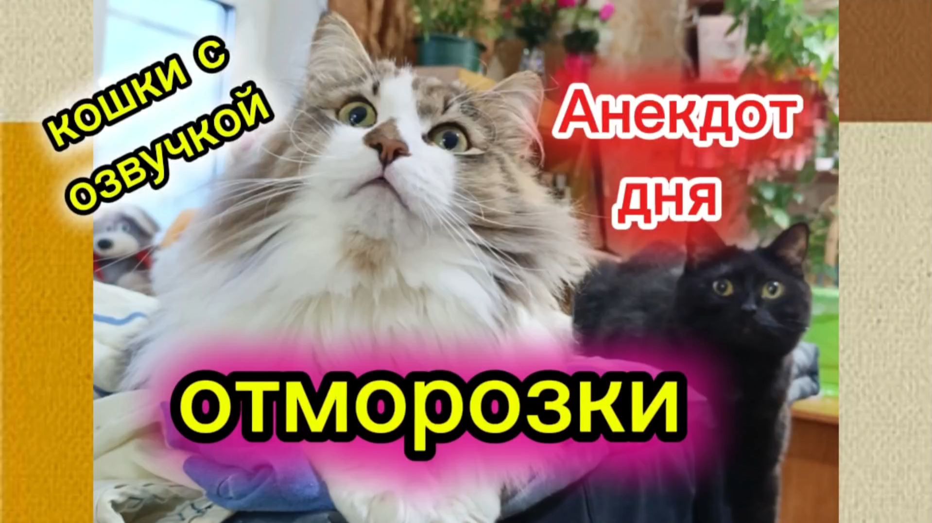 Кошки с озвучкой. Анекдот дня. смотреть онлайн