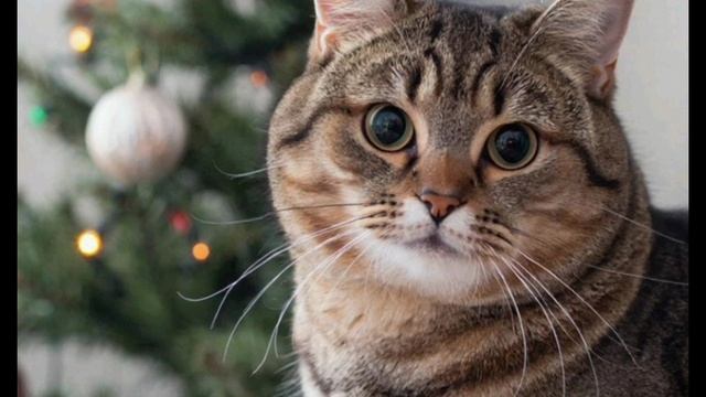 котики наряжают новогоднюю ёлку