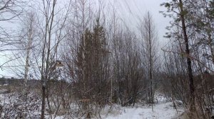 Ловля птиц 29.11.2025.