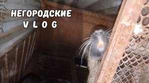 Пересадил самца нутрии в клетку. 22.11.25