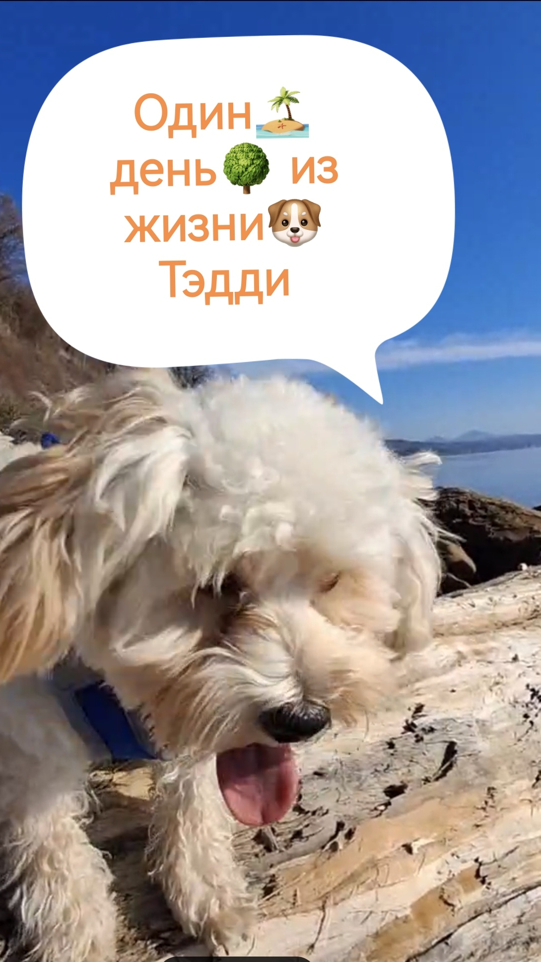 Один день 🐶 из жизни Тэдда🏖️