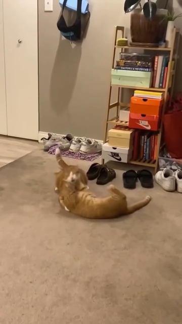 Вот настоящие бойцы ММА, драка кошек 

#кот #драка #ММА #боец