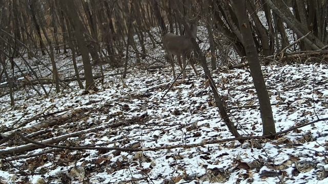 Фото ловушка смотреть онлайн
