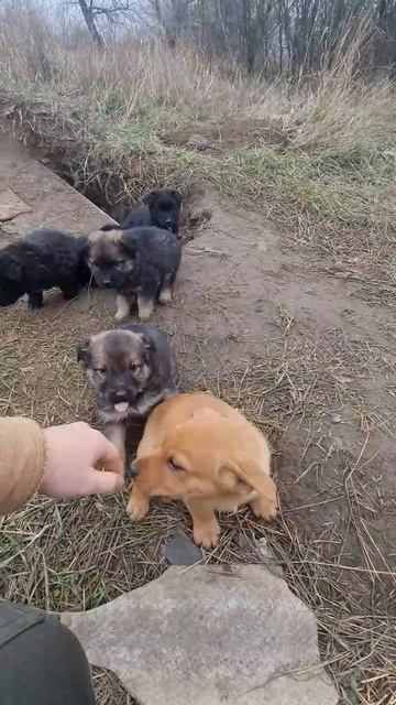 Аж 5-ть красавицев 🐕 ждут своего хозяина! Разбираем дамы и господа! Им тоже нужен дом 🏠  
#антоханад