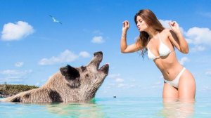 ✅ СМЕШНЫЕ ЖИВОТНЫЕ 2025 — ТОП ПРИКОЛЫ ПРО КОТОВ И СОБАК 😂🔥