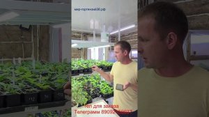 10 ВОПРОСОВ О ГОРТЕНЗИИ