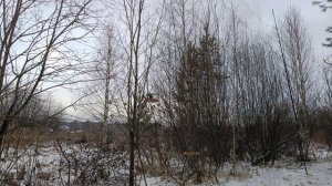 Ловля певчих птиц 29.11.2025.