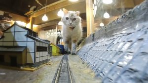 Кошки и железная дорога