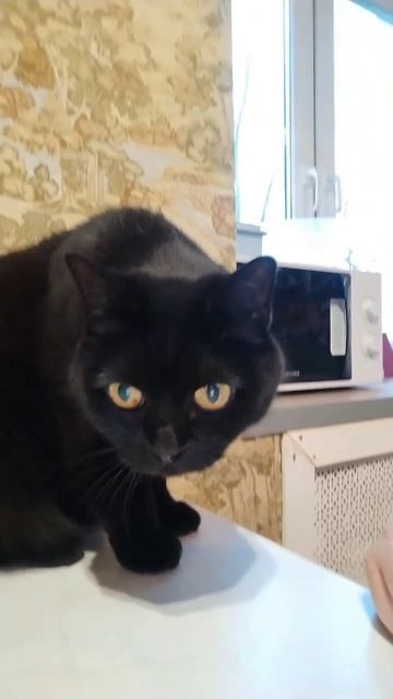 Мне действительно по-фиг, что ты говоришь😸 смотреть онлайн