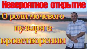 Невероятное открытие. Об исключительной роли мочевого пузыря в кроветворении.