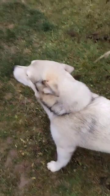 Сам ты ругаешься🐺 смотреть онлайн