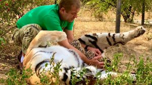 Как тигров разводить, как рожать, как кормить? Олег Зубков и тигрица! Уникальные кадры! Тайган