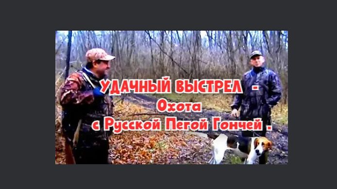 УДАЧНЫЙ ВЫСТРЕЛ - Охота с Русской Пегой Гончей .#охотасгончей#собака #животные #топ #hunting смотреть онлайн