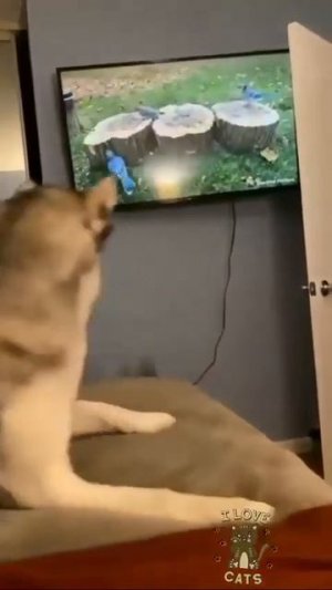 Видео от МЯУтаверс – как метавселенная, но с котами