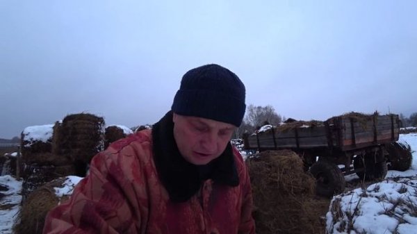 Подвожу сено к коровам. Запоздалый ролик.