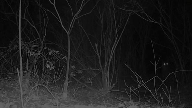 🐺🐺🐺🐺 видео фото ловушки смотреть онлайн